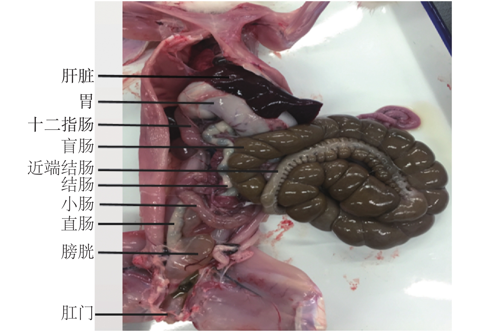 家兔肠道菌种的分离培养染色及形态